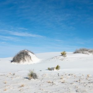 a desert landscape with sparse trees and white sand