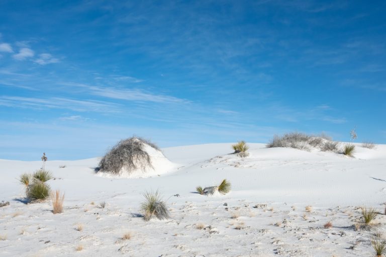 a desert landscape with sparse trees and white sand